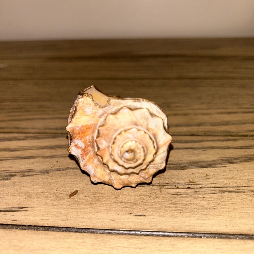 Shell Decor - Picture 5 of 7